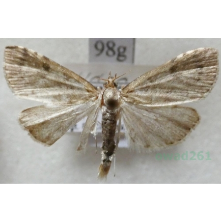 Udea prunalis (Denis & Schiffermüller, 1775) Czech98g